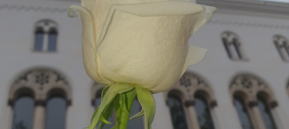 Weiße Rose vor der LMU